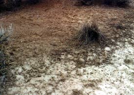 Capped soil without organic matter fails to capture water and seeds.