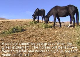 Winter horse feeding on dormant ground to build up organic matter.
