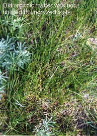 Old dead grass on surface of ungrazed land rather than mulched into ground.