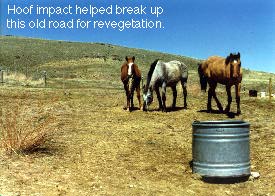 Horse hoof impact breaking up old dirt road for revegetation.