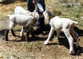 Bottle feeding bum lambs for future weed eaters.