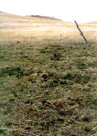 Grazed and trampled ground impacts organic matter and fertilizes new seeds.
