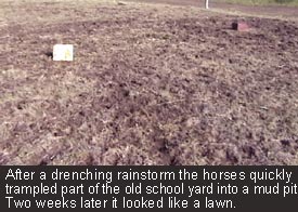 Old School yard reclaimed, mud pit to lawn.