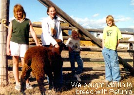 Children with black ram sheep.