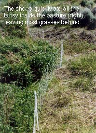 Two pastures, one where sheep ate weeds.