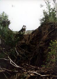 Soil lost in washout due to bare ground.