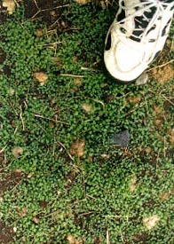 Thousands of weed starts.
