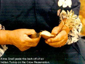 Alma Snell peels bark off Psoralea esculenta: Indian turnip.