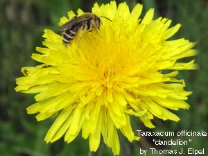Taraxacum officinale, Dandelion.