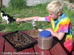 Child hand grinding dandelion roots.