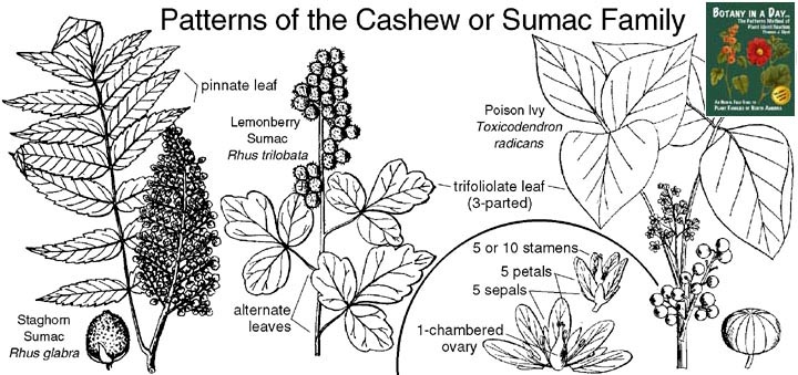 Anacardiaceae. Cashew or Sumac Family Plant Identification Characteristics.