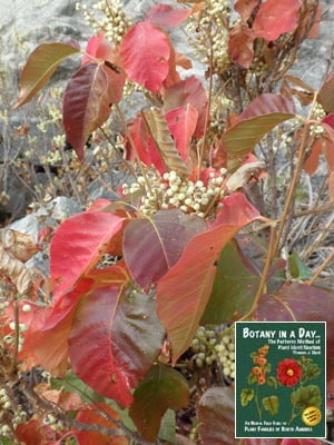 Toxicodendron rydbergii, Rhus rydbergii. Poison Ivy.