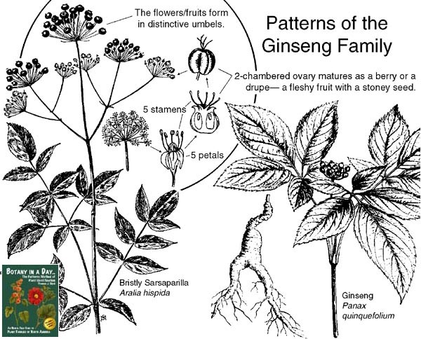 Araliaceae: Ginseng Family Plant Identification Characteristics.