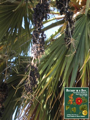 Washingtonia filifera. Mexican Palm.