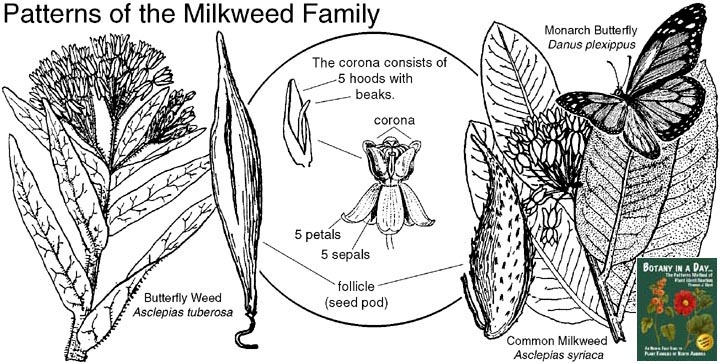 Asclepiadaceae: Milkweed Family Plant Identification Characteristics.