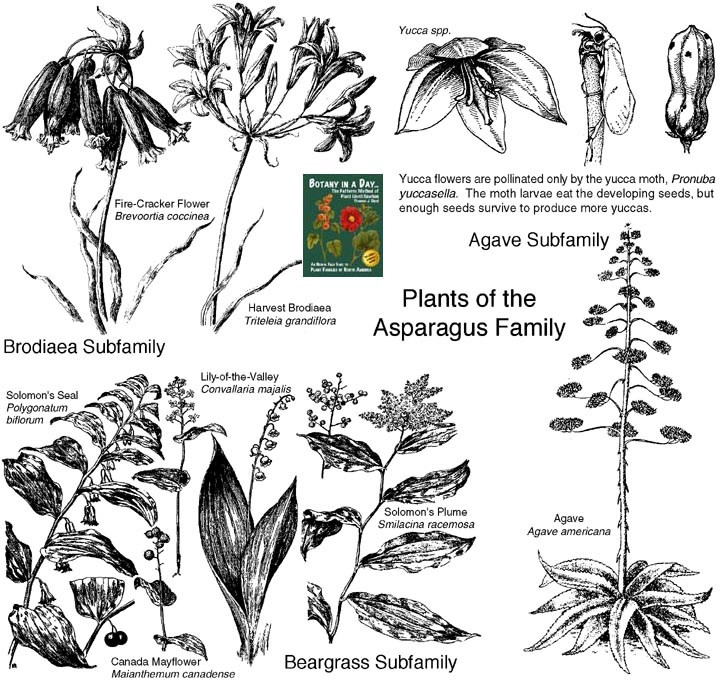 Asparagaceae. Asparagus Family Plants.