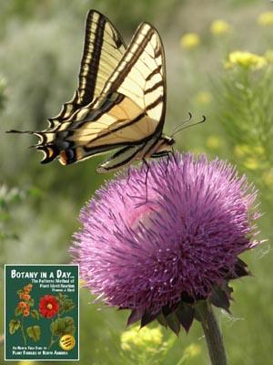 Carduus nutans: Nodding Thistle or Musk Thistle.