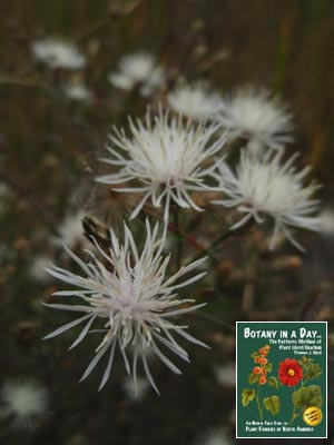 Centaurea diffusa: Diffuse Knapweed.