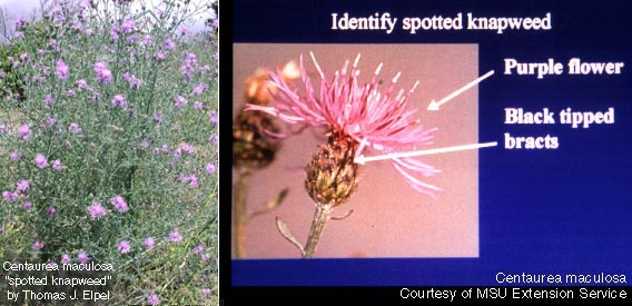 Centaurea maculosa: Spotted Knapweed with Plant Identification Characteristics.