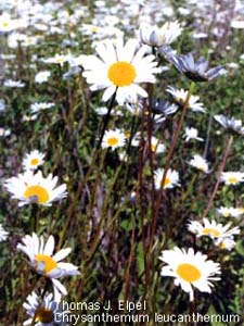 Chrysanthemum leucanthemum: Oxeye Daisy