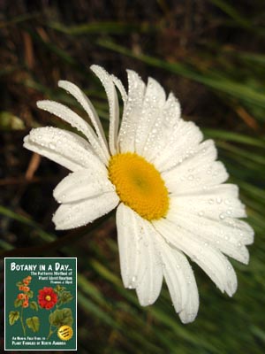 Leucanthemum vulgare: Oxeye Daisy