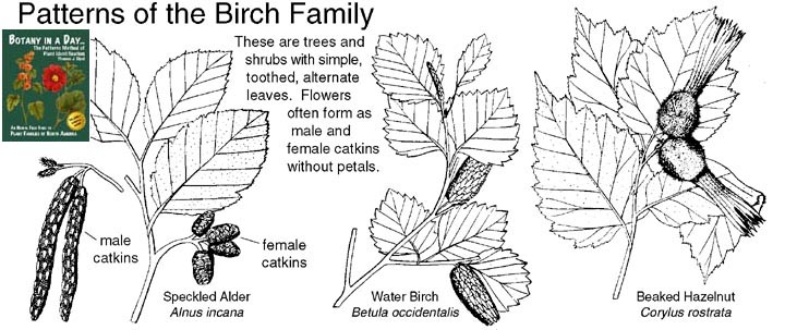 Betulaceae: Birch Family Plant Identification Characteristics.