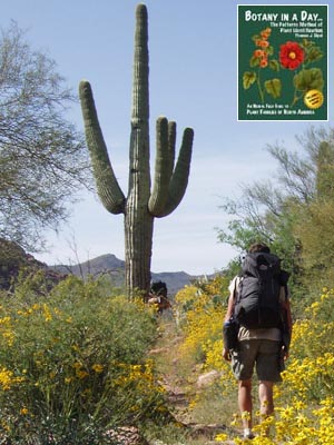 Carnegiea gigantea. Saguaro Cactus.