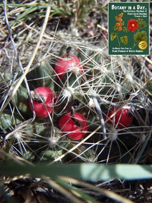  Coryphantha missouriensis. Missouri foxtail cactus.