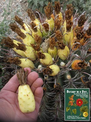 Ferocactus wislizeni. Fishhook Barrel Cactus.