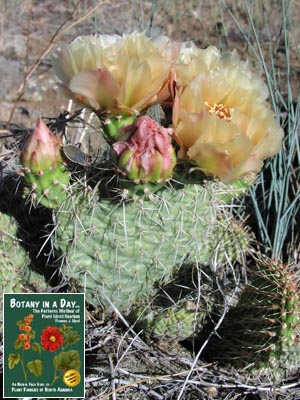 Opuntia polyacantha. Prickly Pear Cactus.