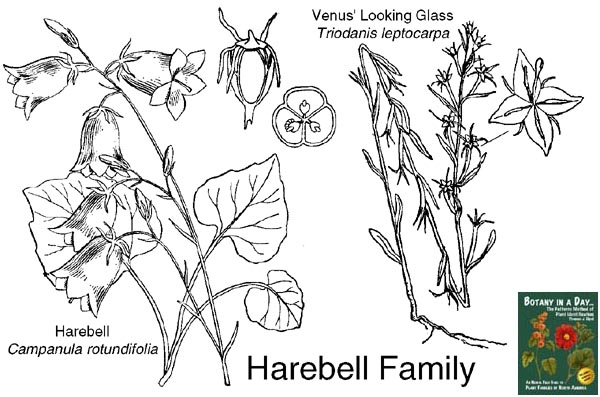 Campanulaceae including Lobeliaceae: Harebell Family Plant Identification Characteristics