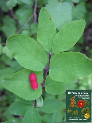 Lonicera utahensis. Red Twinberry.