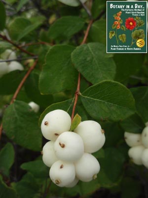 Symphoricarpos albus. Snowberry.