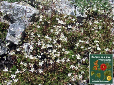 Arenaria rossii. Sandwort.