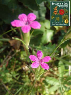 Dianthus armeria. Deptford pink.