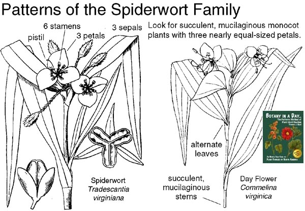 Commelinaceae: Spiderwort Family Plant Identification Characteristics
