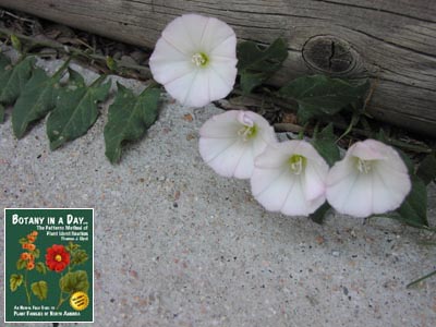 Convolvulus arvensis. Field Bindweed.