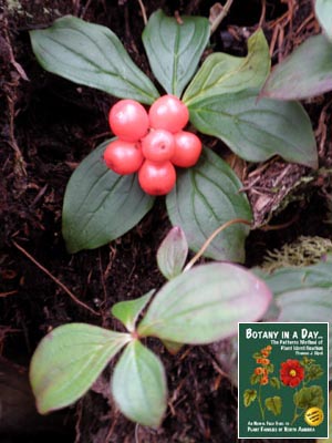 Cornus canadensis. Bunchberry.