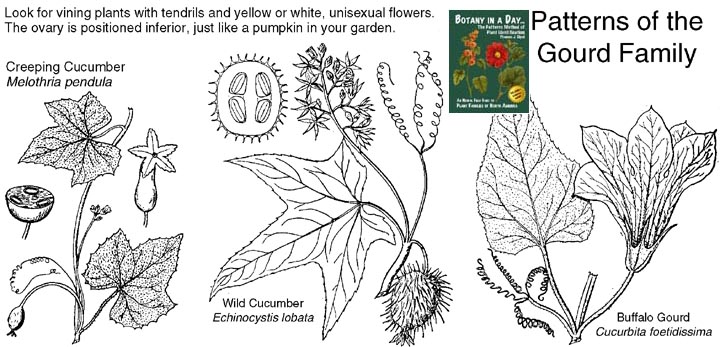 Cucurbitaceae: Gourd or Squash Family Plant Identification Characteristics.