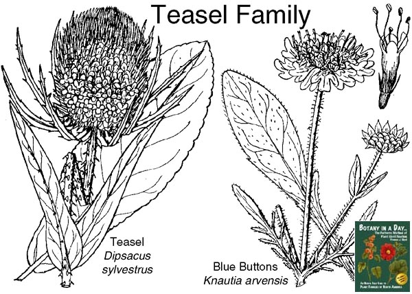 Dipsacaceae: Teasel Family Plant Identification Characteristics