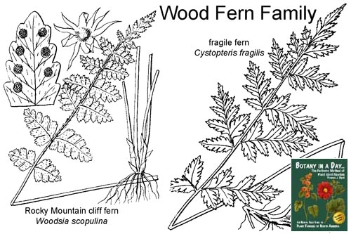Dryopteridaceae: Wood Fern Family Plants