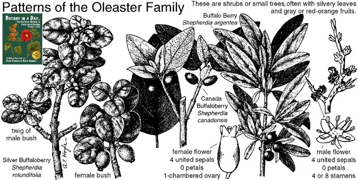 Elaeagnaceae: Oleaster Family Plant Identification Characteristics.