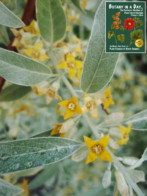 Elaeagnus angustifolia. Russian Olive.