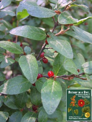 Shepherdia canadensis. Canada Buffaloberry.