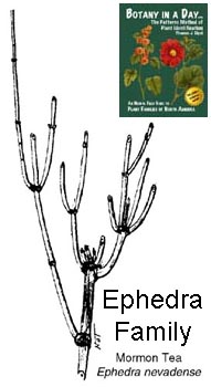 Ephedraceae: Ephedra Family Plant Identification Characteristics.