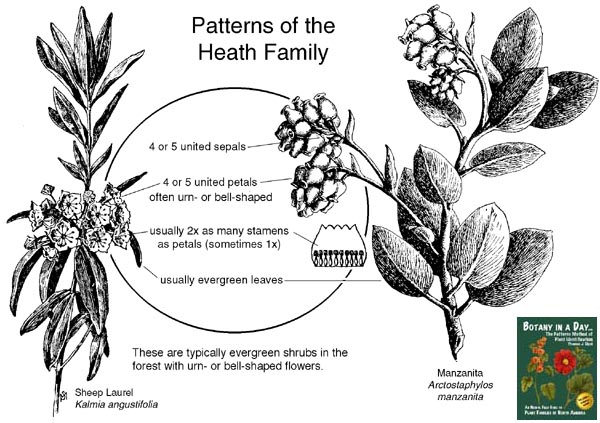 Ericaceae: Heath Family Plant Identification Characteristics.