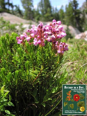 Phyllodoce empetriformis. Pink Mountain Heather.