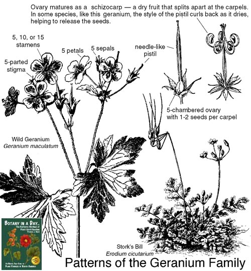 Geraniaceae: Geranium Family Plant Identification Characteristics.