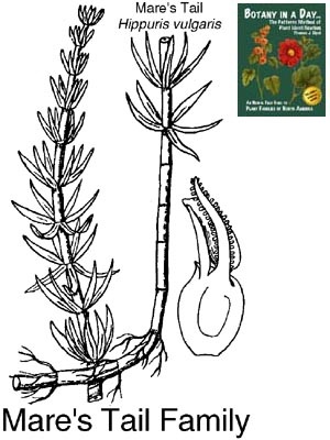 Hippuridaceae: Mare's Tail Family Plant Identification Characteristics.