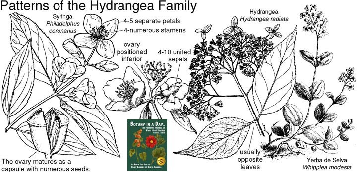Hydrangeaceae: Hydrangea Family Plant Identification Characteristics.